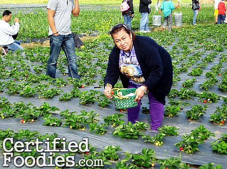 Strawberry Farm in La Trinidad, Benguet near Baguio