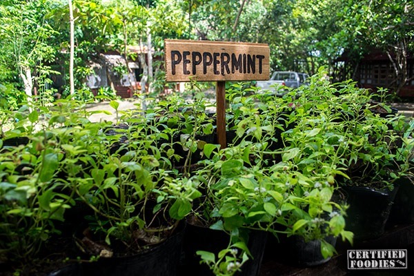 Fresh peppermint and other herbs at Bohol Bee Farm