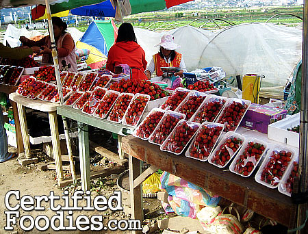 Strawberry Farm in La Trinidad, Benguet near Baguio